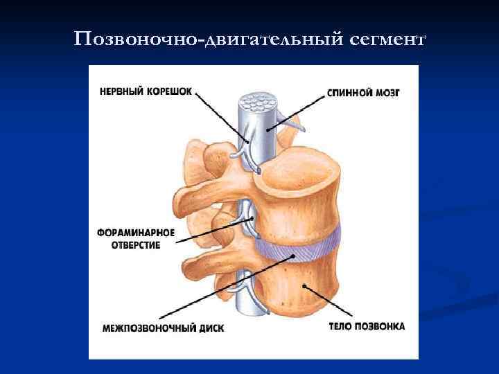 Дорсалгия грудного отдела позвоночника карта