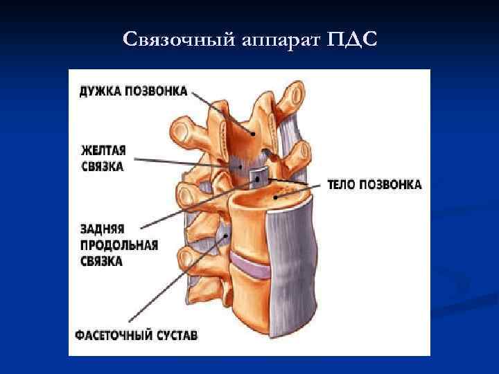 Связочный аппарат ПДС 