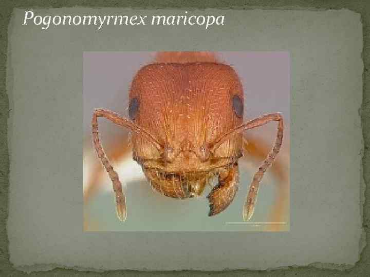 Pogonomyrmex maricopa 