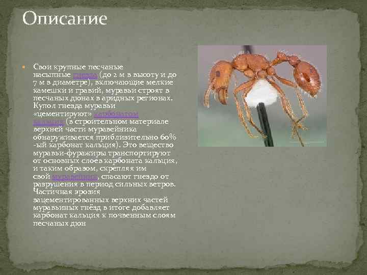 Описание Свои крупные песчаные насыпные гнезда (до 2 м в высоту и до 7