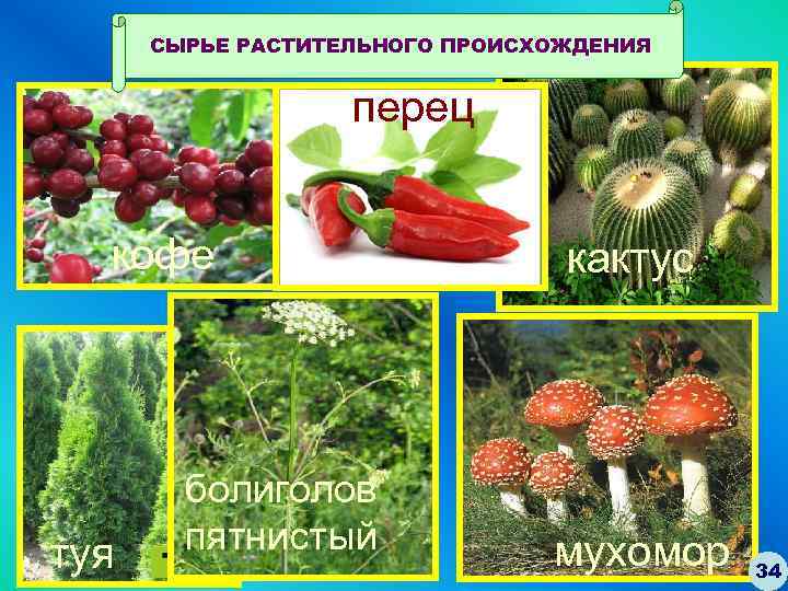 СЫРЬЕ РАСТИТЕЛЬНОГО ПРОИСХОЖДЕНИЯ перец кофе туя болиголов пятнистый кактус мухомор 34 