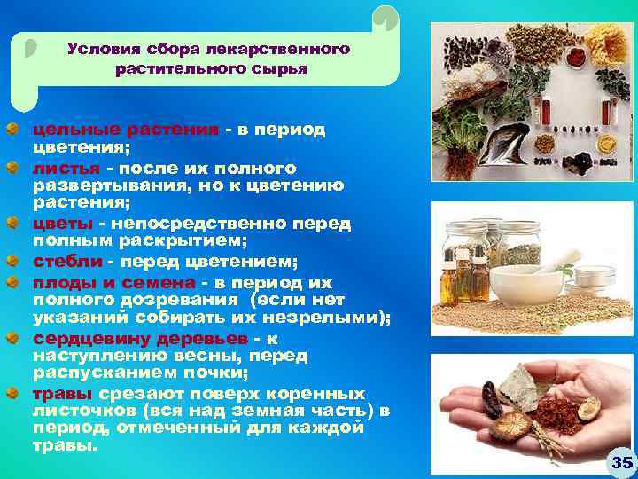 Условия сбора лекарственного растительного сырья цельные растения - в период цветения; листья - после