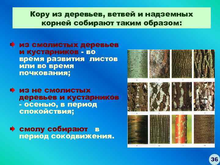 Кору из деревьев, ветвей и надземных корней собирают таким образом: из смолистых деревьев и