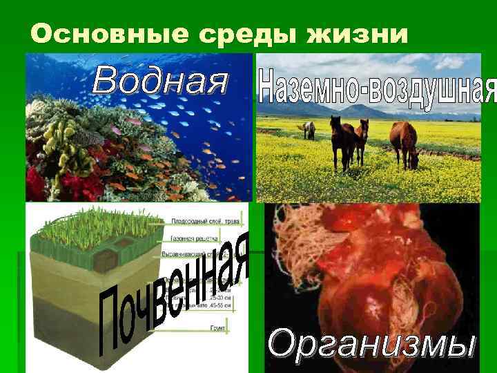 Основные среды жизни 