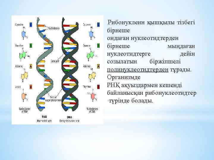 Рибонуклеин қышқылы тізбегі бірнеше ондаған нуклеотидтерден бірнеше мыңдаған нуклеотидтерге дейін созылатын біржіпшелі полинуклеотидтерден тұрады.