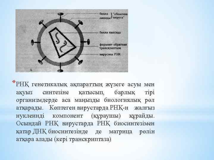 *РНҚ генетикалық ақпараттың жүзеге асуы мен ақуыз синтезіне қатысып, барлық тірі организмдерде аса маңызды