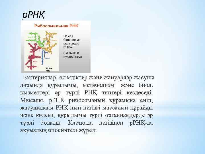 р. РНҚ Бактериялар, өсімдіктер және жануарлар жасуша ларында құрылымы, метаболизмі және биол. қызметтері әр