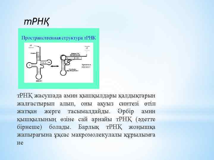 т. РНҚ жасушада амин қышқылдары қалдықтарын жалғастырып алып, оны ақуыз синтезі өтіп жатқан жерге