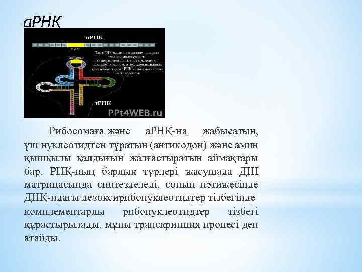 а. РНҚ Рибосомаға және а. РНҚ-на жабысатын, үш нуклеотидтен тұратын (антикодон) және амин қышқылы