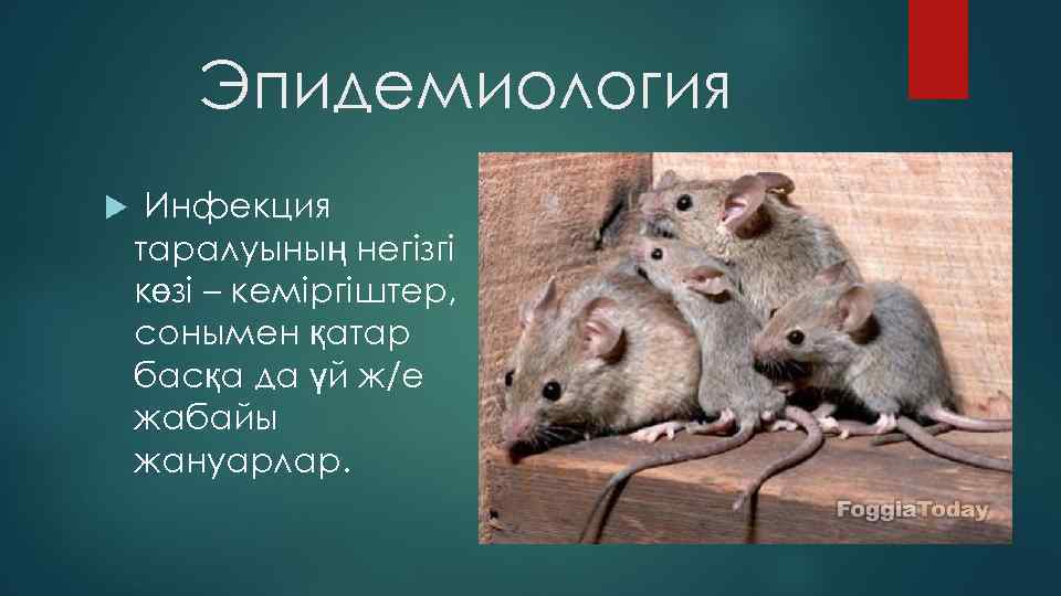 Эпидемиология Инфекция таралуының негізгі көзі – кеміргіштер, сонымен қатар басқа да үй ж/е жабайы