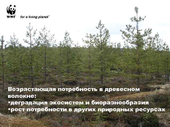 Возрастающая потребность в древесном волокне: • деградация экосистем и биоразнообразия • рост потребности в