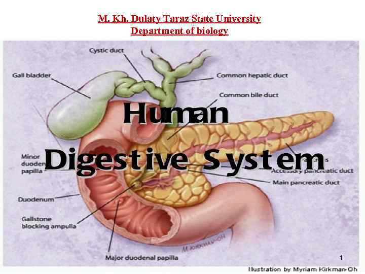 M. Kh. Dulaty Taraz State University Department of biology 