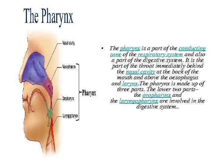  • The pharynx is a part of the conducting zone of the respiratory