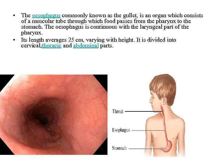  • The oesophagus commonly known as the gullet, is an organ which consists