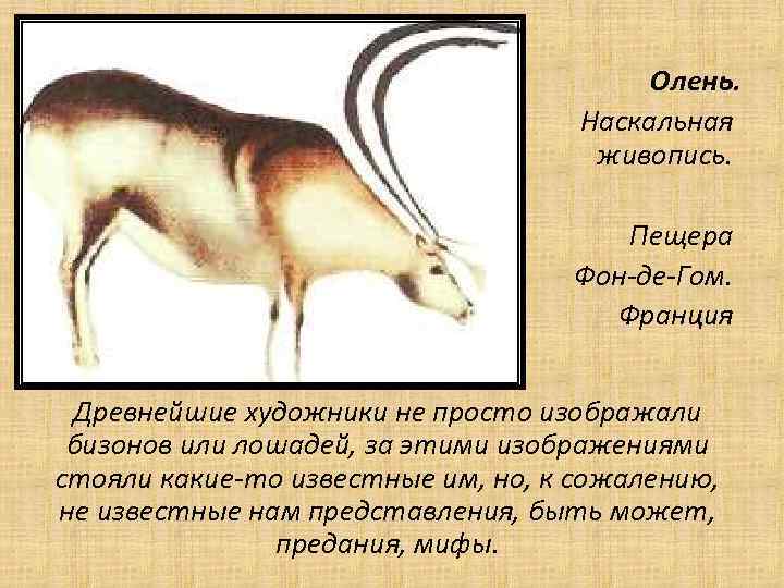 Олень. Наскальная живопись. Пещера Фон-де-Гом. Франция Древнейшие художники не просто изображали бизонов или лошадей,