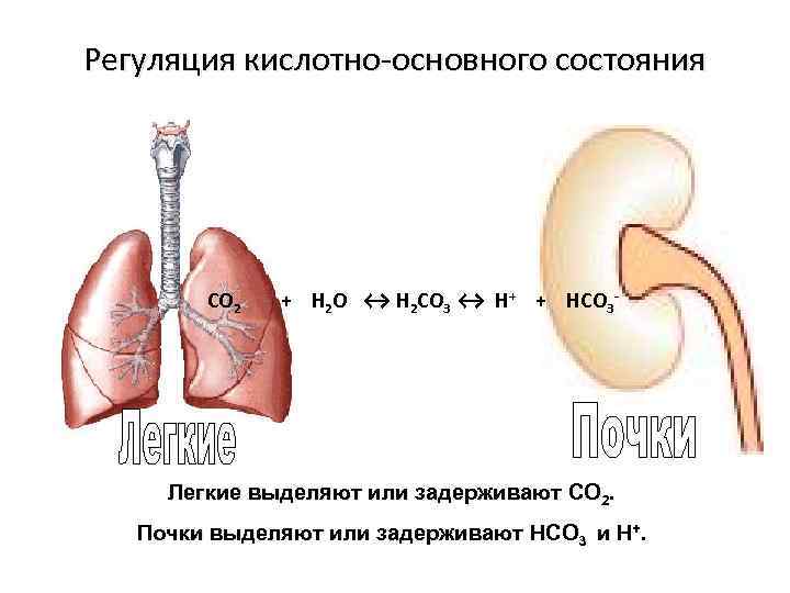 Кислотно основное состояние. Роль легких в регуляции кислотно-основного состояния. Механизмы регуляции кислотно основного равновесия в почках. Кислотно-основное состояние регуляция. Роль почек в регуляции кислотно-основного состояния.