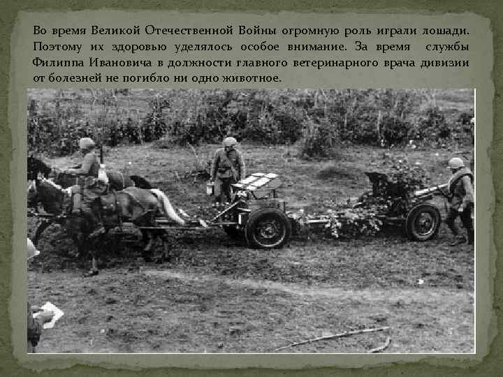Во время Великой Отечественной Войны огромную роль играли лошади. Поэтому их здоровью уделялось особое
