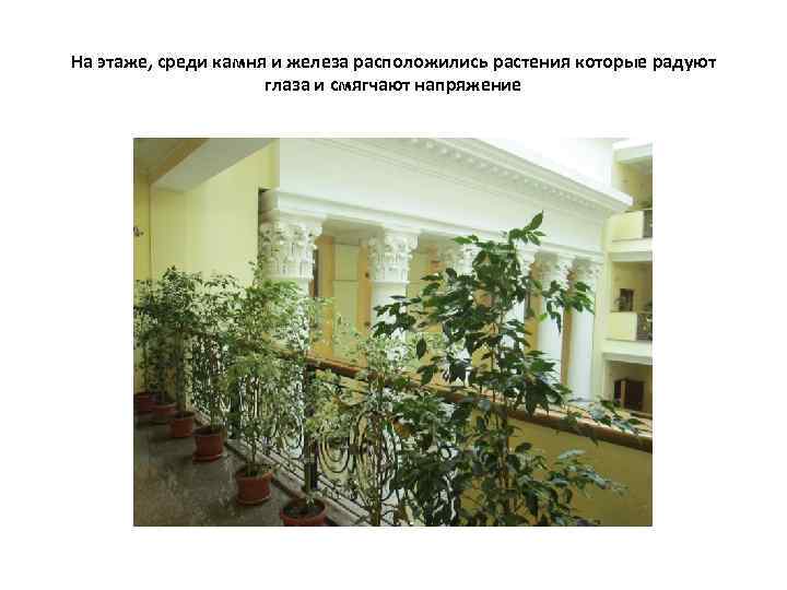 На этаже, среди камня и железа расположились растения которые радуют глаза и смягчают напряжение