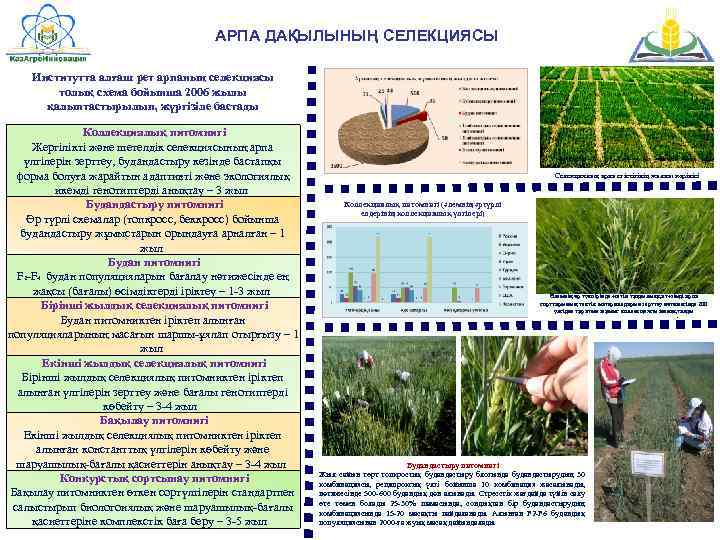 АРПА ДАҚЫЛЫНЫҢ СЕЛЕКЦИЯСЫ Институтта алғаш рет арпаның селекциясы толық схема бойынша 2006 жылы қалыптастырылып,