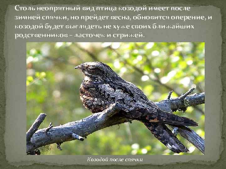 Столь неопрятный вид птица козодой имеет после зимней спячки, но прейдет весна, обновится оперение,