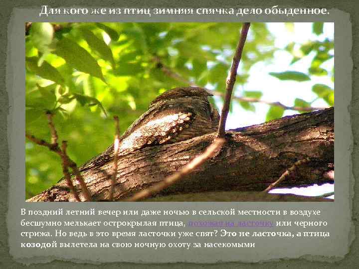 Для кого же из птиц зимняя спячка дело обыденное. В поздний летний вечер или