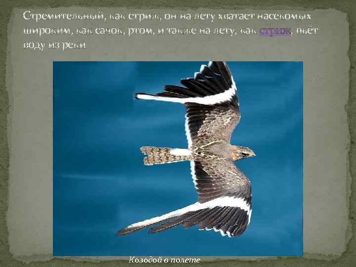 Стремительный, как стриж, он на лету хватает насекомых широким, как сачок, ртом, и также