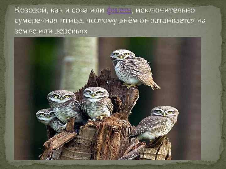 Козодой, как и сова или филин, исключительно сумеречная птица, поэтому днём он затаивается на