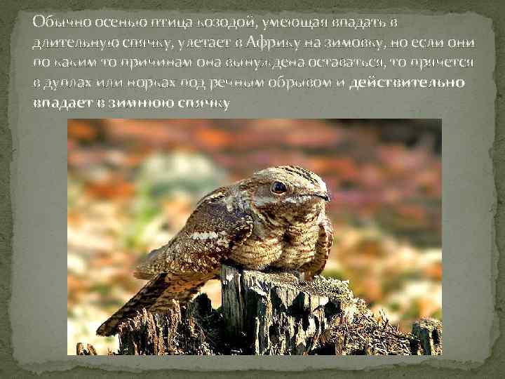 Обычно осенью птица козодой, умеющая впадать в длительную спячку, улетает в Африку на зимовку,
