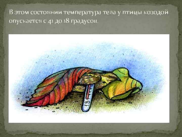 В этом состоянии температура тела у птицы козодой опускается с 41 до 18 градусов.