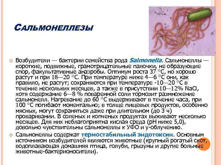 САЛЬМОНЕЛЛЕЗЫ Возбудители — бактерии семейства рода Salmonella. Сальмонеллы — короткие, подвижные, грамотрицательные палочки, не