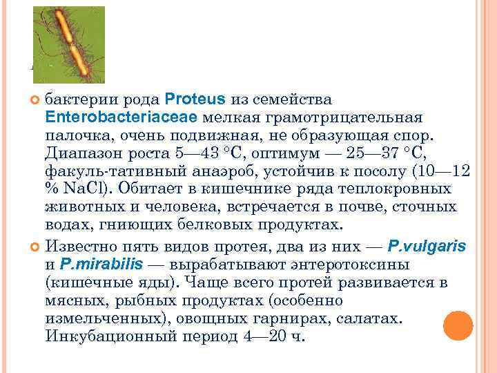 ПРОТЕЙ бактерии рода Proteus из семейства Enterobacteriaceae мелкая грамотрицательная палочка, очень подвижная, не образующая