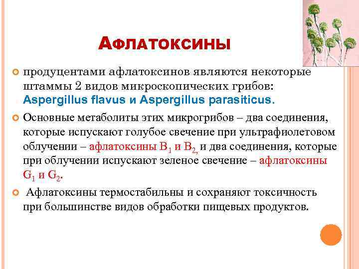 АФЛАТОКСИНЫ продуцентами афлатоксинов являются некоторые штаммы 2 видов микроскопических грибов: Aspergillus flavus и Aspergillus