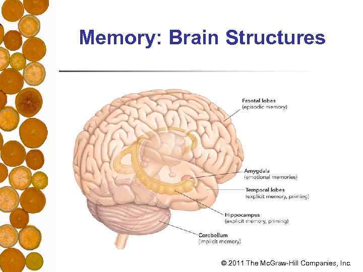 Memory: Brain Structures © 2011 The Mc. Graw-Hill Companies, Inc. 