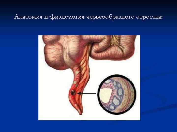 Анатомия и физиология червеообразного отростка: 