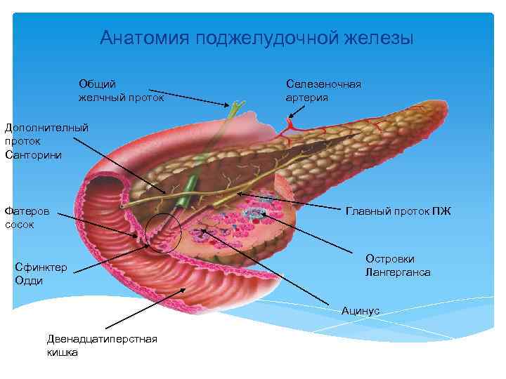 Анатомия поджелудочной железы Общий желчный проток Селезеночная артерия Дополнителный проток Санторини Фатеров сосок Сфинктер