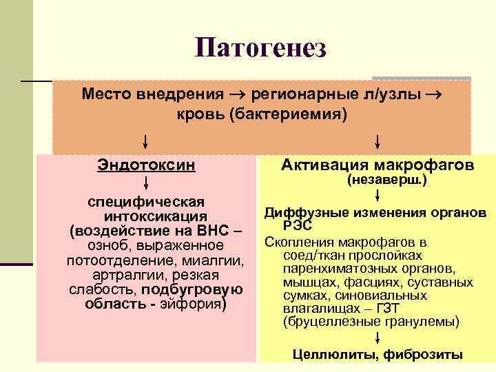 Патогенез Место внедрения регионарные л/узлы кровь (бактериемия) ↓ Эндотоксин ↓ специфическая интоксикация (воздействие на