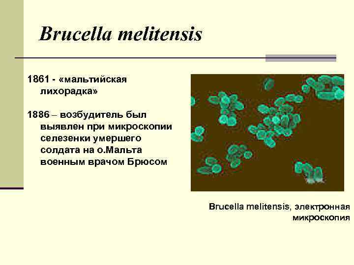 Brucella melitensis 1861 - «мальтийская лихорадка» 1886 – возбудитель был выявлен при микроскопии селезенки