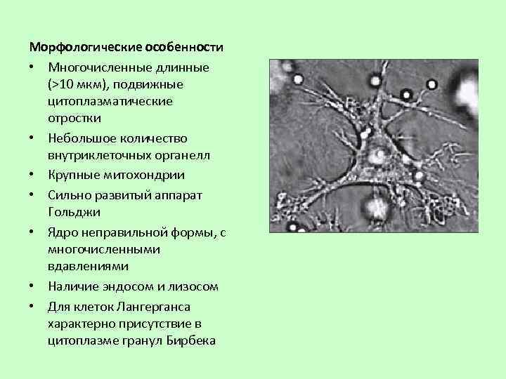 Морфологические особенности • Многочисленные длинные (>10 мкм), подвижные цитоплазматические отростки • Небольшое количество внутриклеточных