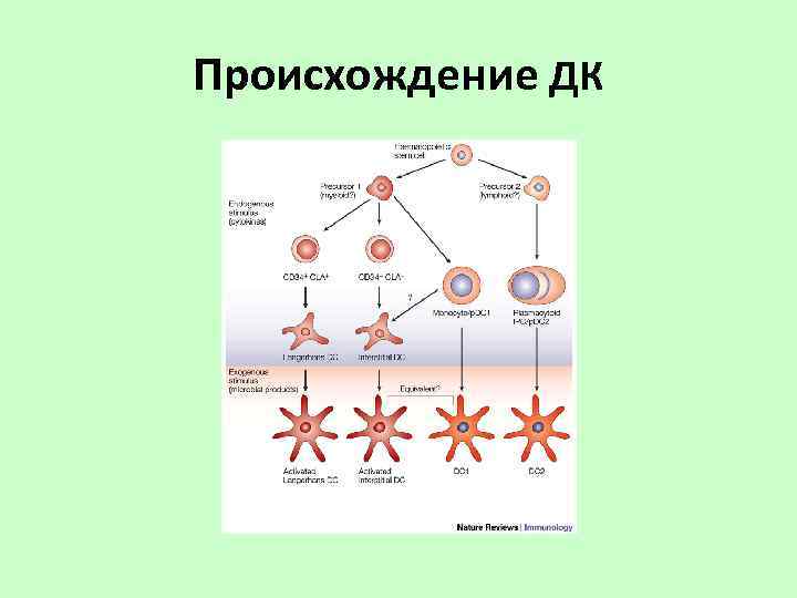 Происхождение ДК 