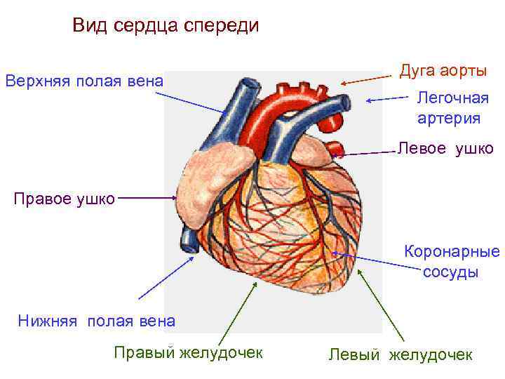 Вид сердца спереди Верхняя полая вена Дуга аорты Легочная артерия Левое ушко Правое ушко