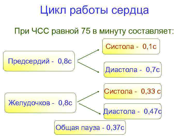 Цикл работы сердца При ЧСС равной 75 в минуту составляет: Систола - 0, 1