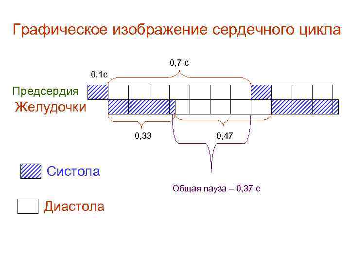 Графическое изображение сердечного цикла 0, 7 с 0, 1 с Предсердия Желудочки 0, 33