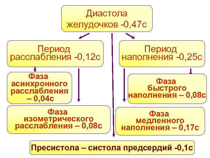 Диастола желудочков -0, 47 с Период расслабления -0, 12 с Фаза асинхронного расслабления –