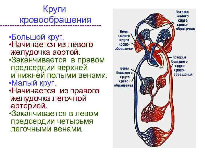 Круги кровообращения • Большой круг. • Начинается из левого желудочка аортой. • Заканчивается в