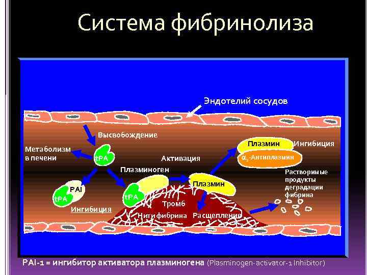 Система фибринолиза Эндотелий сосудов Высвобождение Метаболизм в печени t. PA PAI Ингибиция Плазмин Активация