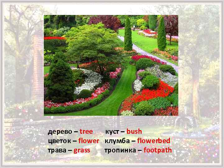 дерево – tree куст – bush цветок – flower клумба – flowerbed трава –