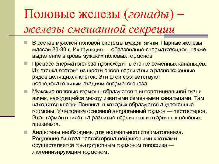 Половые железы (гонады) – железы смешанной секреции n В состав мужской половой системы входят