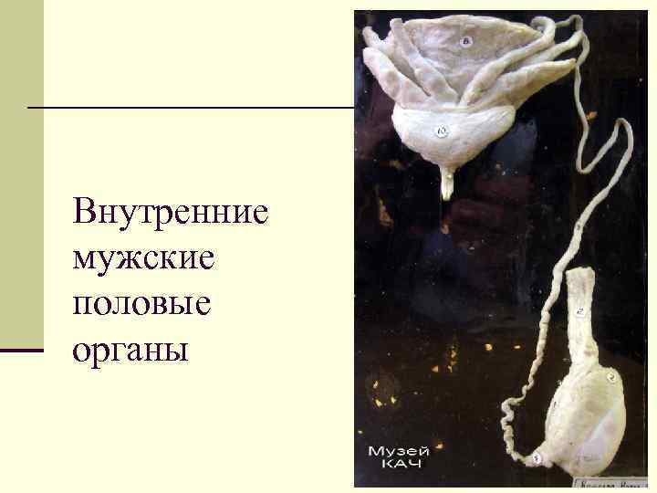 Внутренние мужские половые органы 