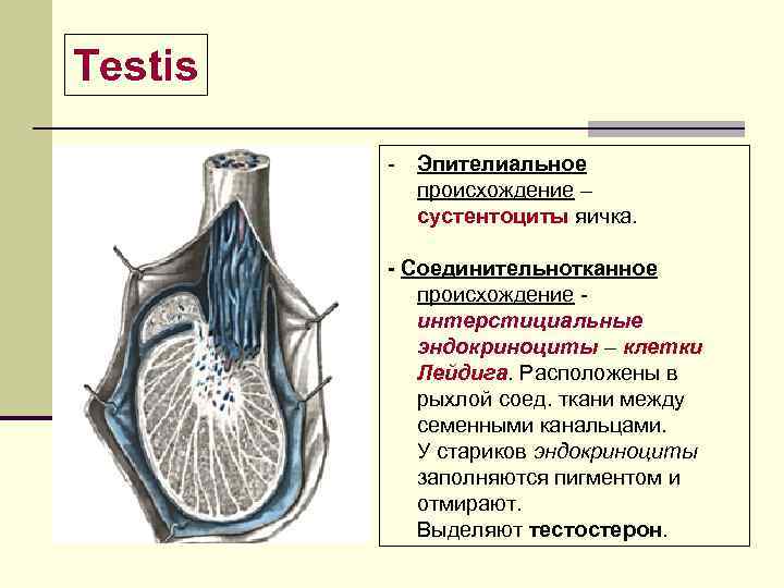 Testis - Эпителиальное происхождение – сустентоциты яичка. - Соединительнотканное происхождение - интерстициальные эндокриноциты –