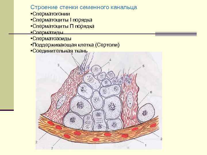 Гематотестикулярный барьер схема